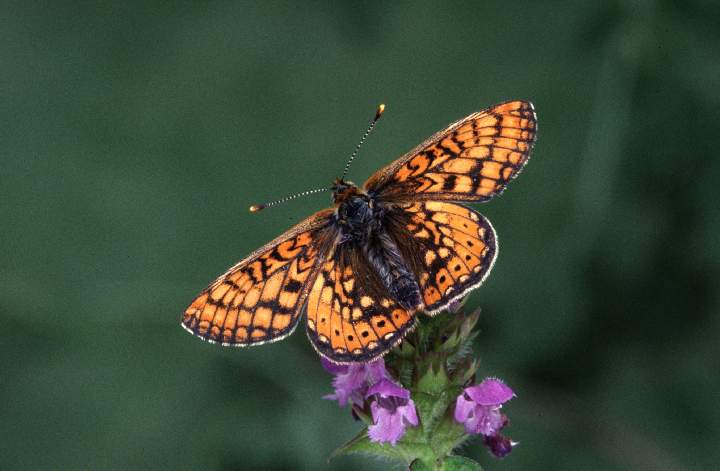 358 Hance Roger - Marsh Fritillary.jpg - Roger Hance FRPS AFIAP - Marsh Fritillary